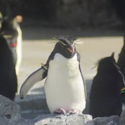 ナコリウム