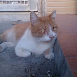 meowmeowko