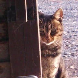 猫