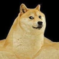 ムキムキの犬、ムキムキーヌ